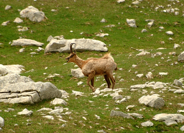 Camoscio d''Abruzzo Rupicapra pyrenaica ornata